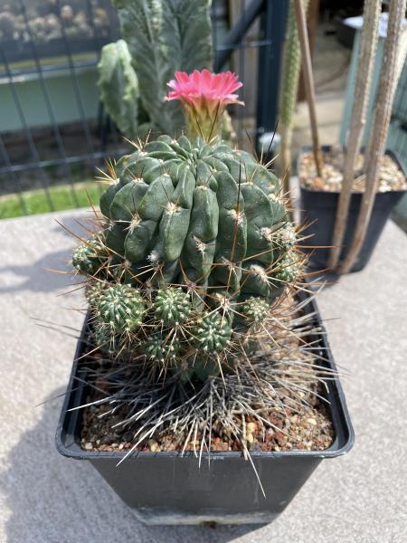 Lobivia wrightiana